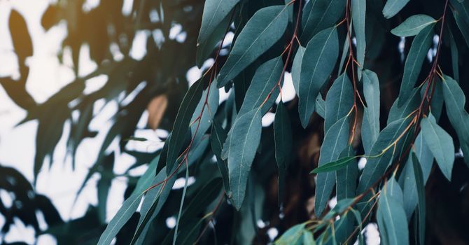 Naturopathic & Functional Medicine